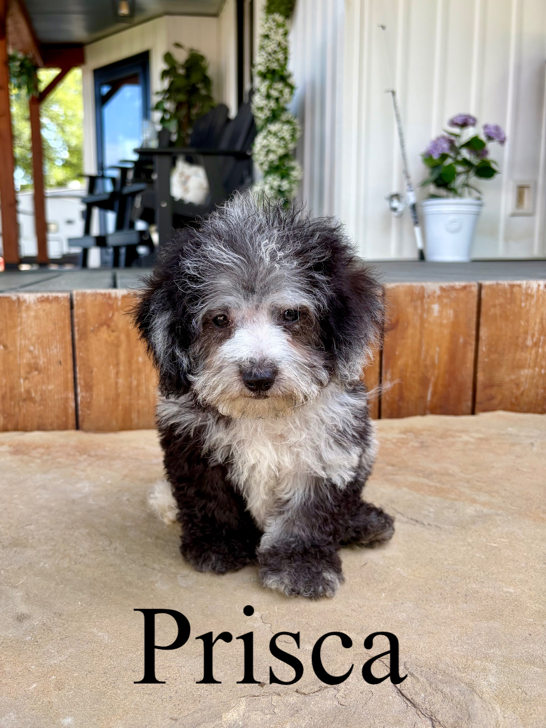 Prisca 1